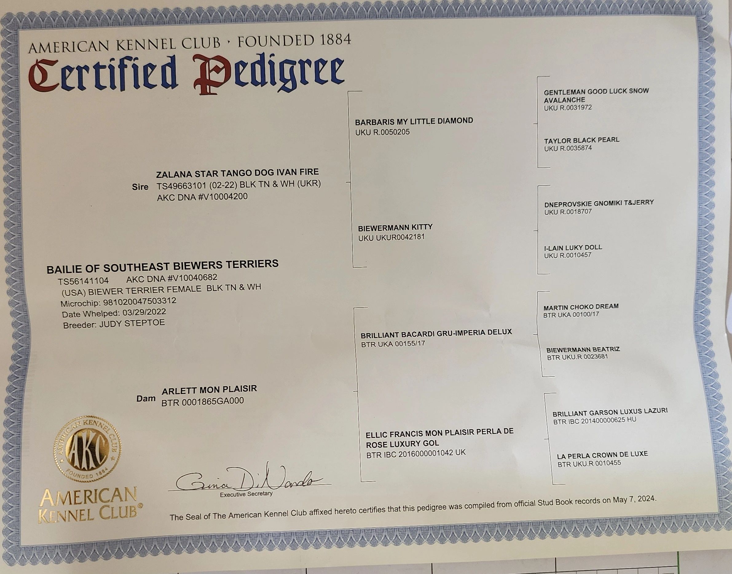 American Kennel Club Certified Pedigree for Bailie
