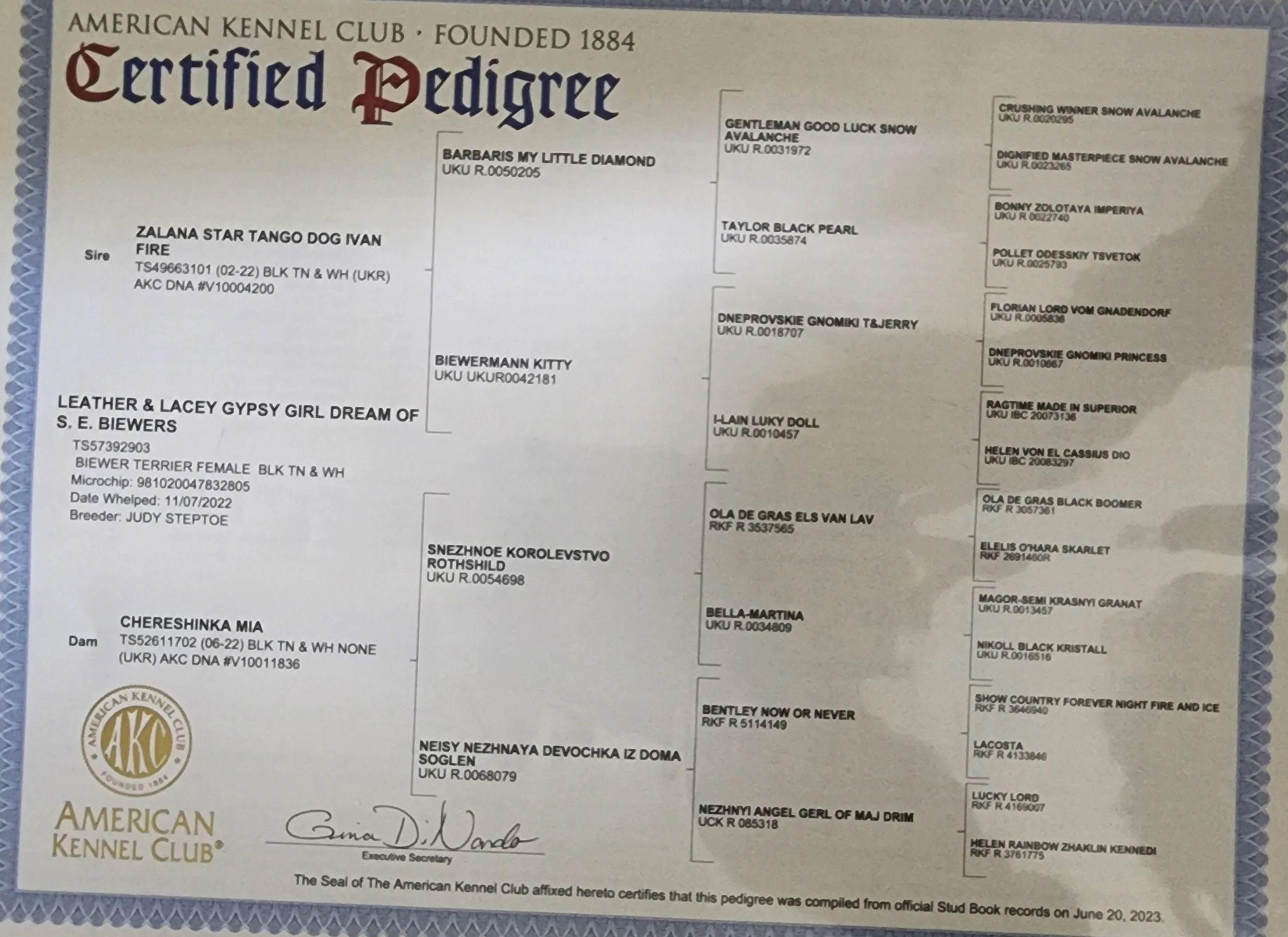 American Kennel Club Certified Pedigree for Lacey 