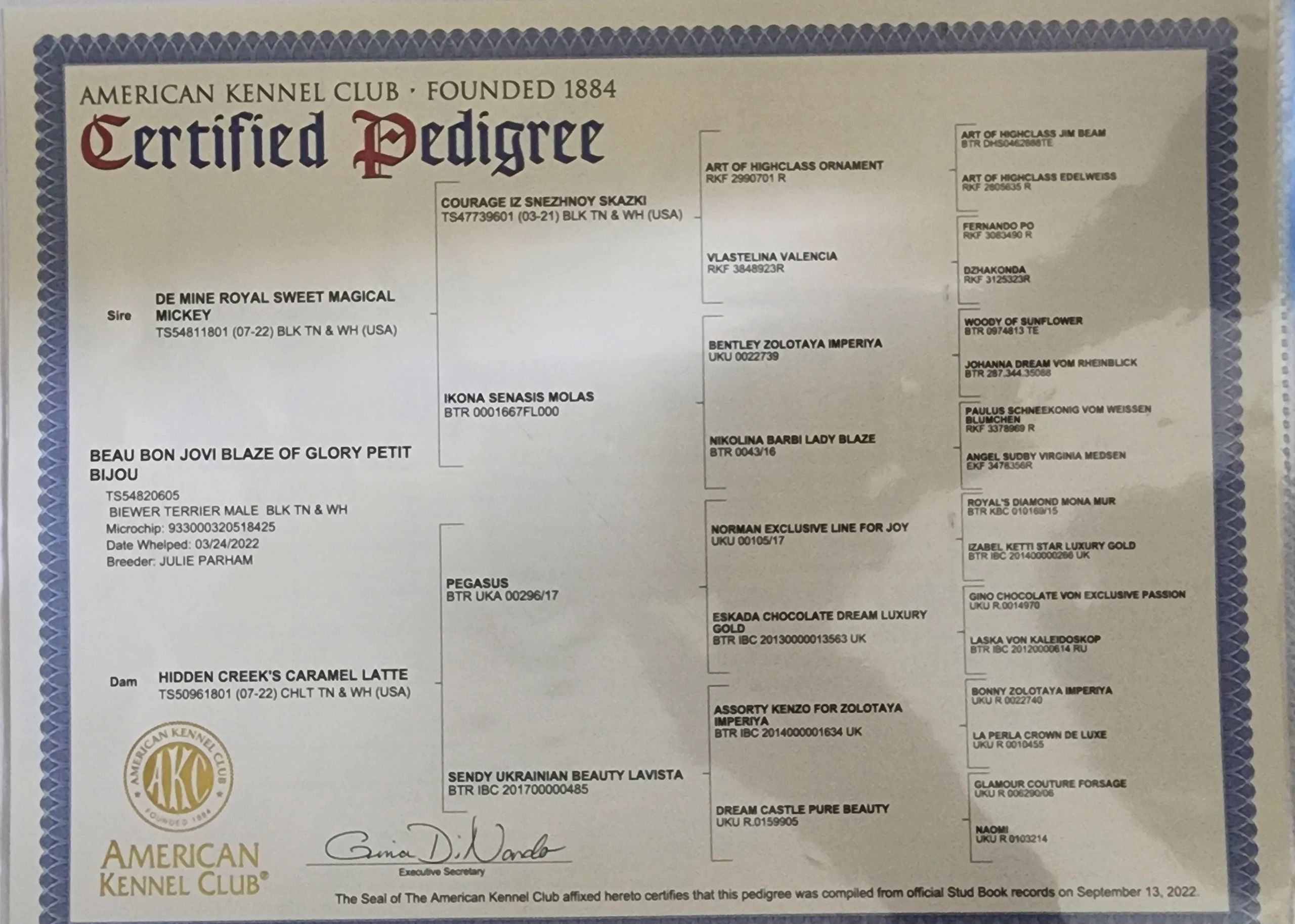 American Kennel Club certified pedigree for Beau Bon Jovi Blaze of Glory Petit Bijou.