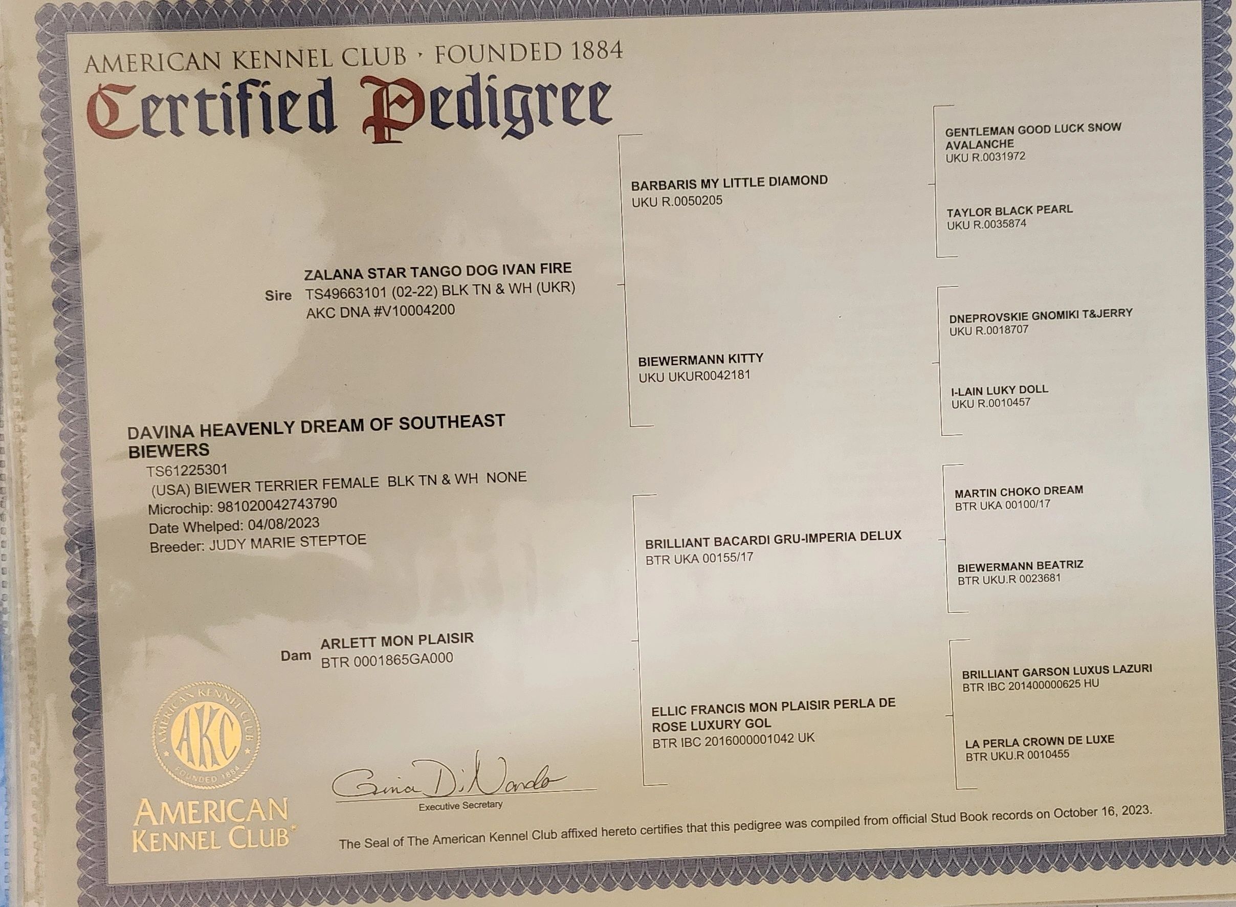 American Kennel Club Certified Pedigree for Davina Heavenly Dream of Southeast Biewers.