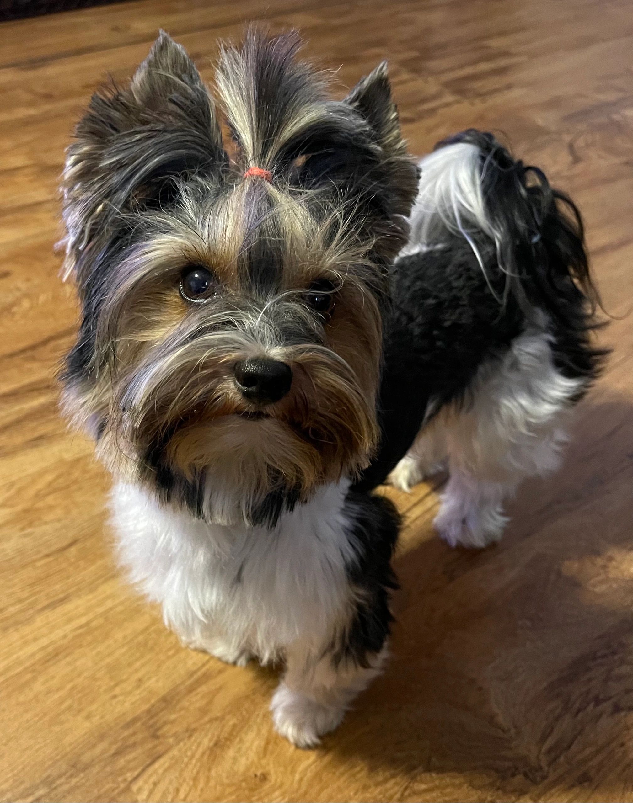 Small dog with a topknot on wooden floor looking up.