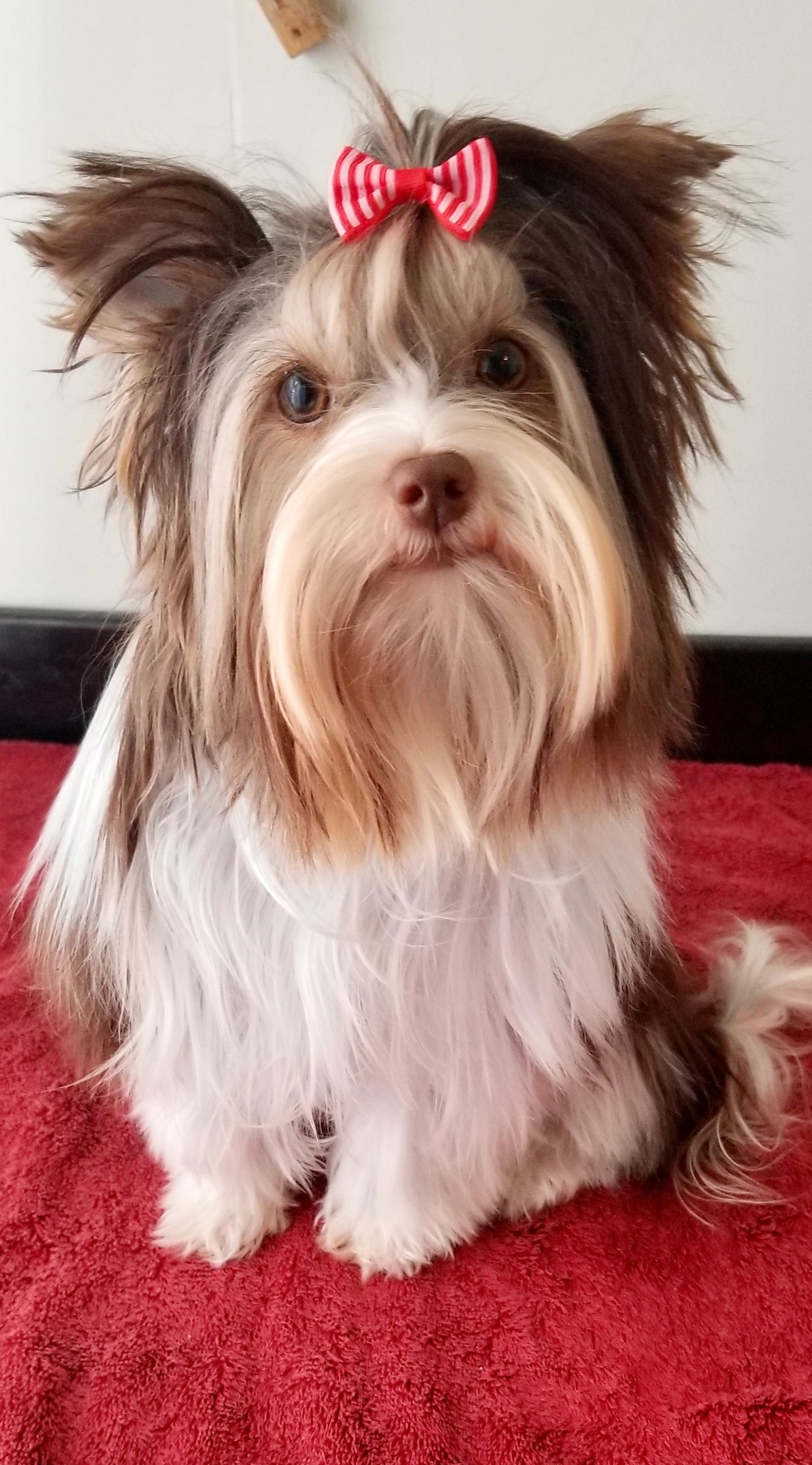 Fluffy dog with a red and white striped bow on its head sitting on a red surface.