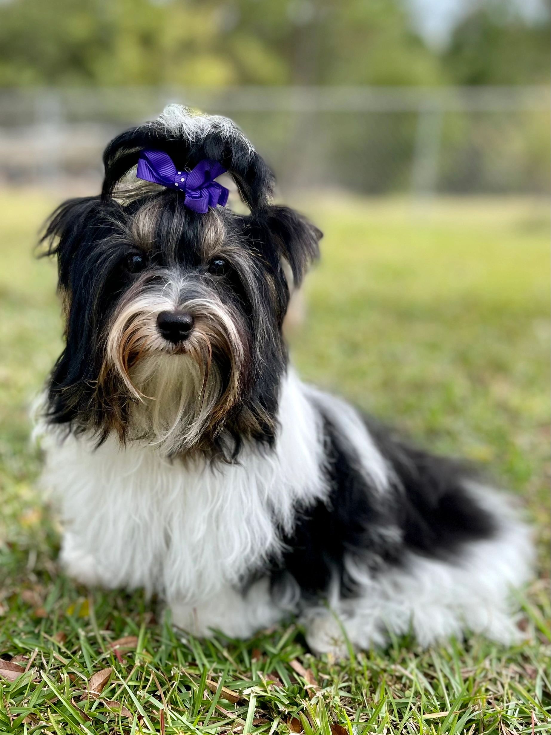Black and white dog with a purple bow on its head outdoors.