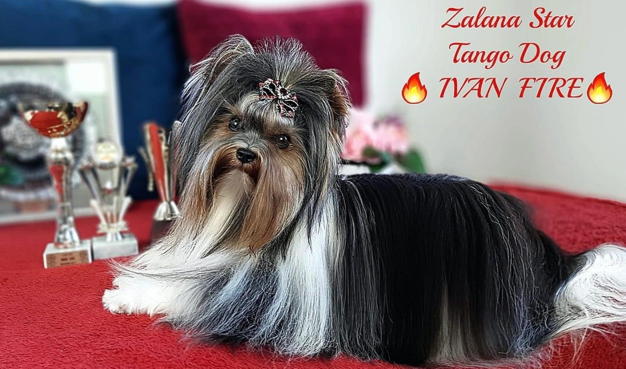 Elegant long-haired dog lying on a red surface with trophies in the background.