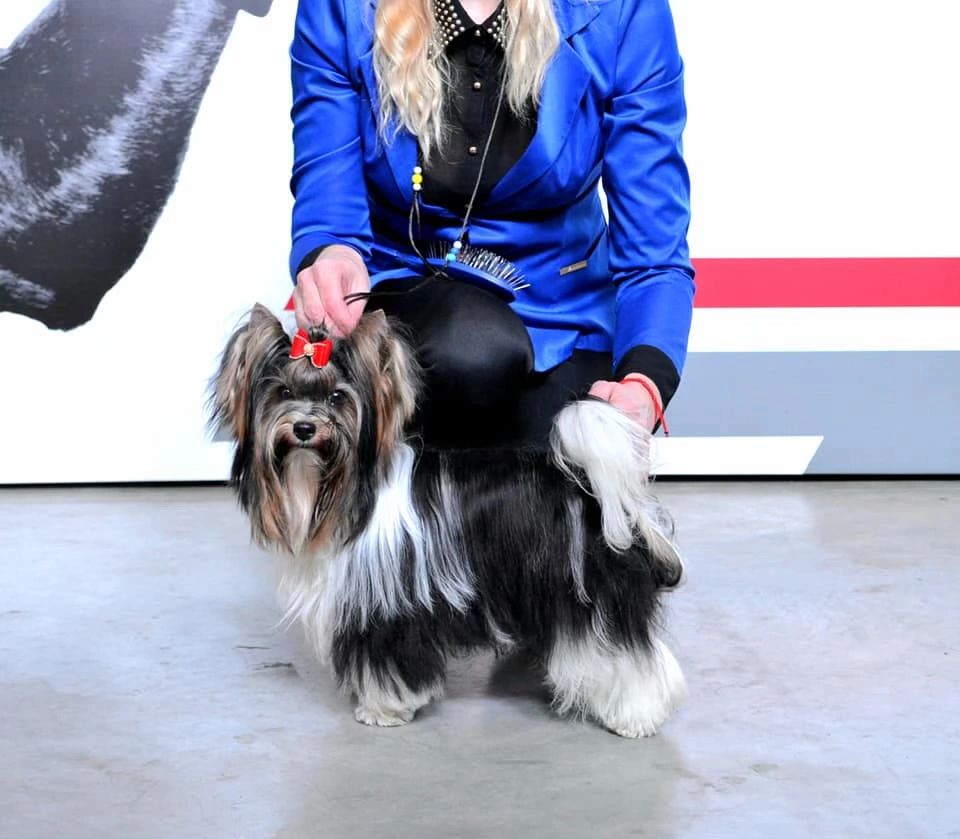 A groomed dog with a red bow being held by a person in a blue jacket.