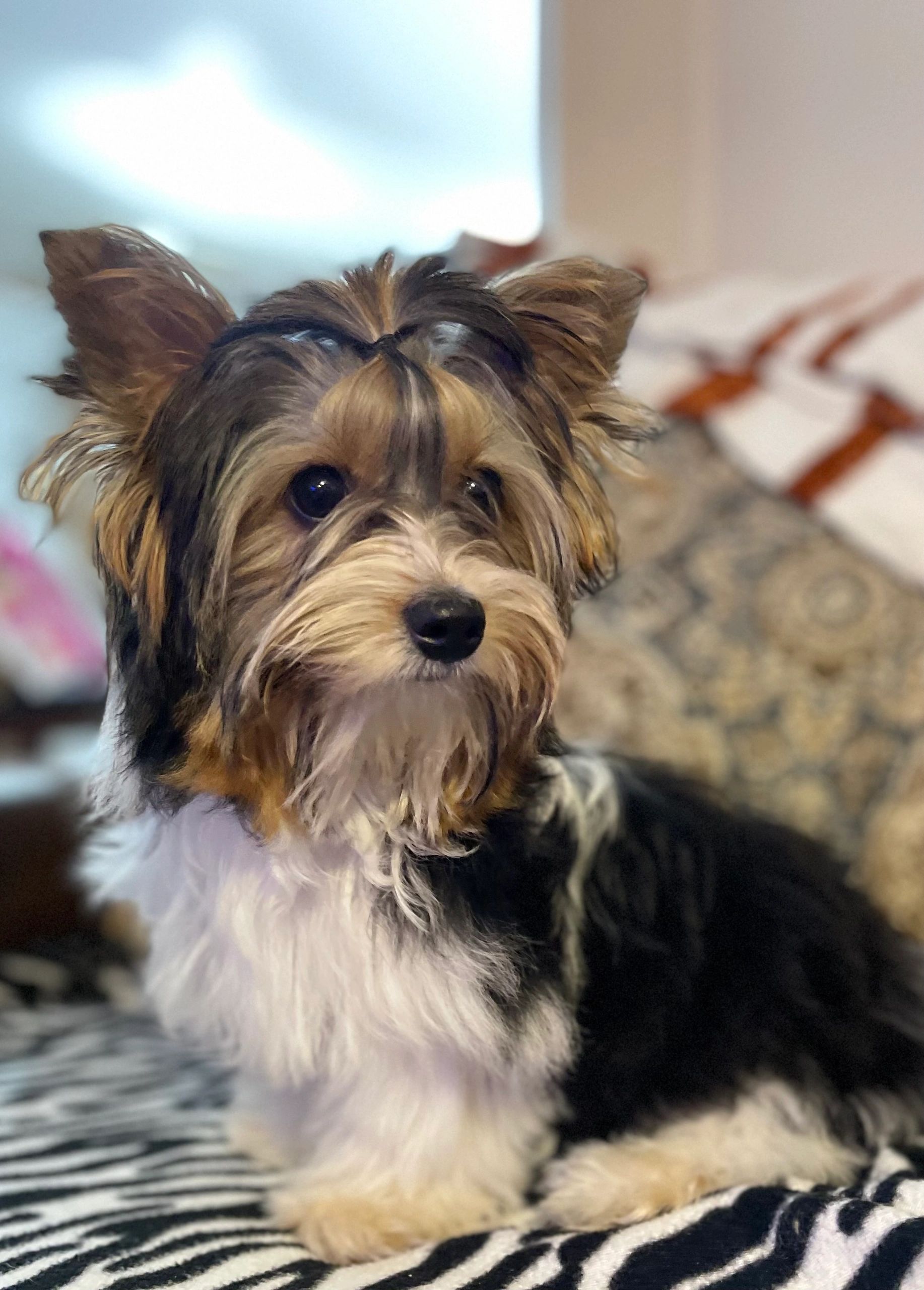 Cute small dog with fluffy fur sitting on a zebra-patterned blanket.