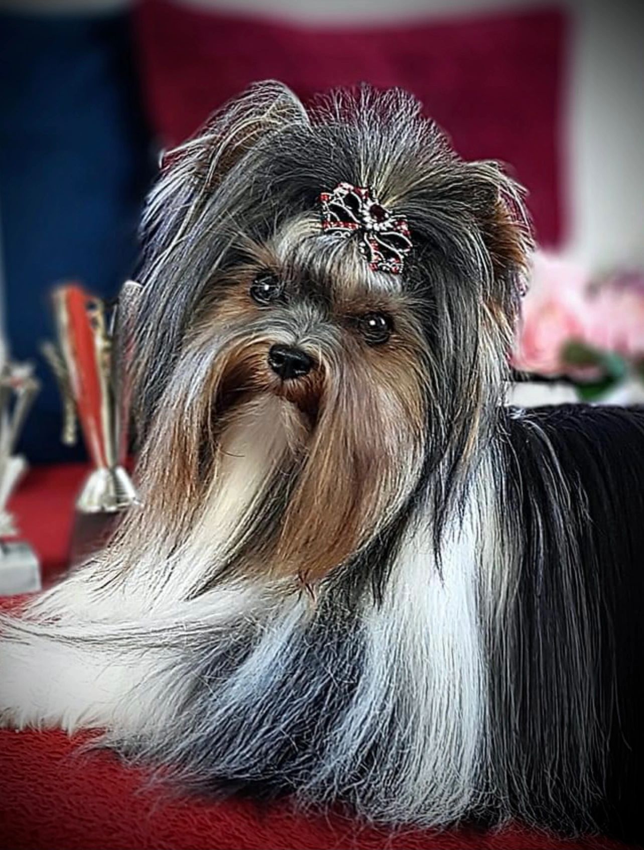 A well-groomed Yorkshire Terrier with a decorative bow on its head.