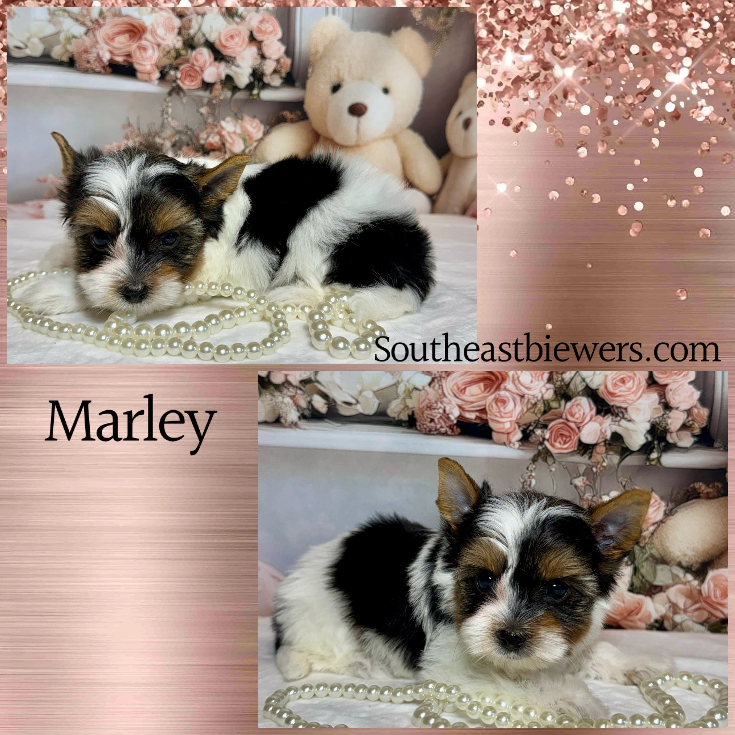 Cute tricolor puppy named Marley with pearls and teddy bears.