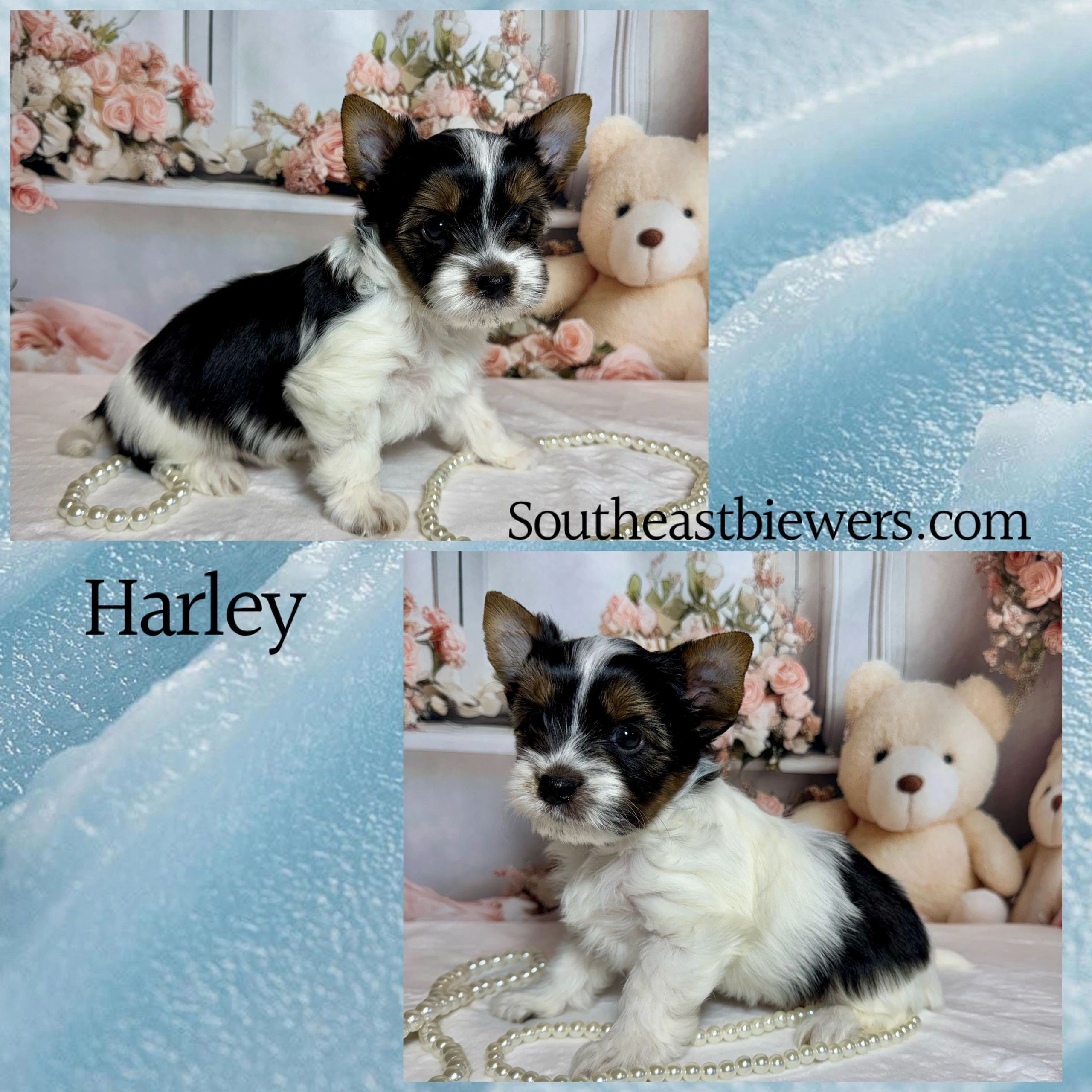 Cute black, white, and brown puppy with pearl necklace and teddy bear.