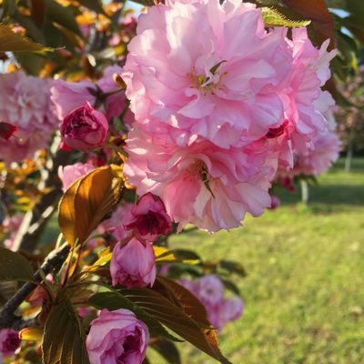 Piedmont Physic Garden