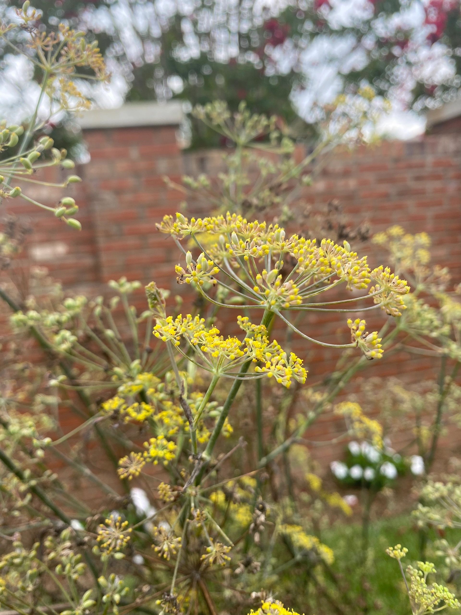 Fenouil bulbeux (Foeniculum dulce), au parfum anisé : plantation, culture