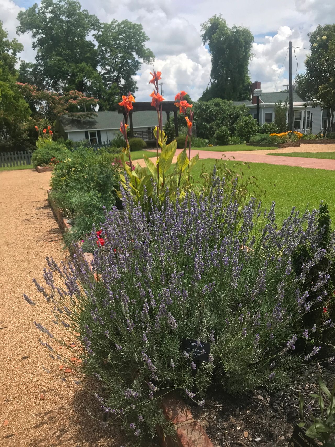 Ppg Plant Highlights English Lavender Lavandula Angustifolia