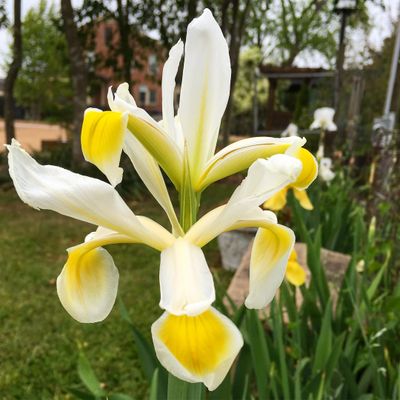 Piedmont Physic Garden