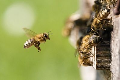Bees making a hive