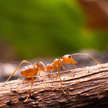 Citronella Ants