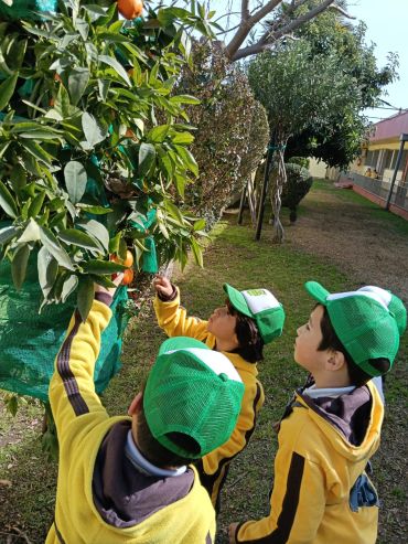 Niños en uniforme y gorras verdes recogiendo naranjas del árbol.
