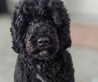 Close-up of a curly black dog with expressive eyes.