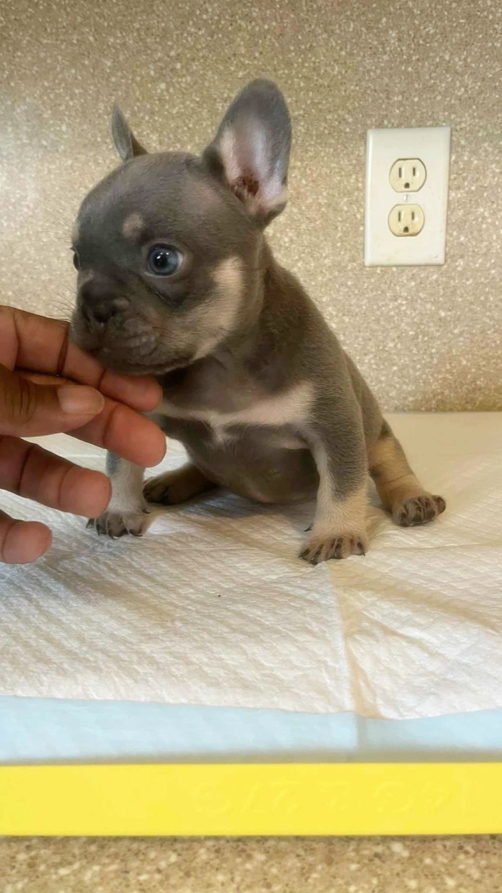 Six week old male French Bulldog for sale