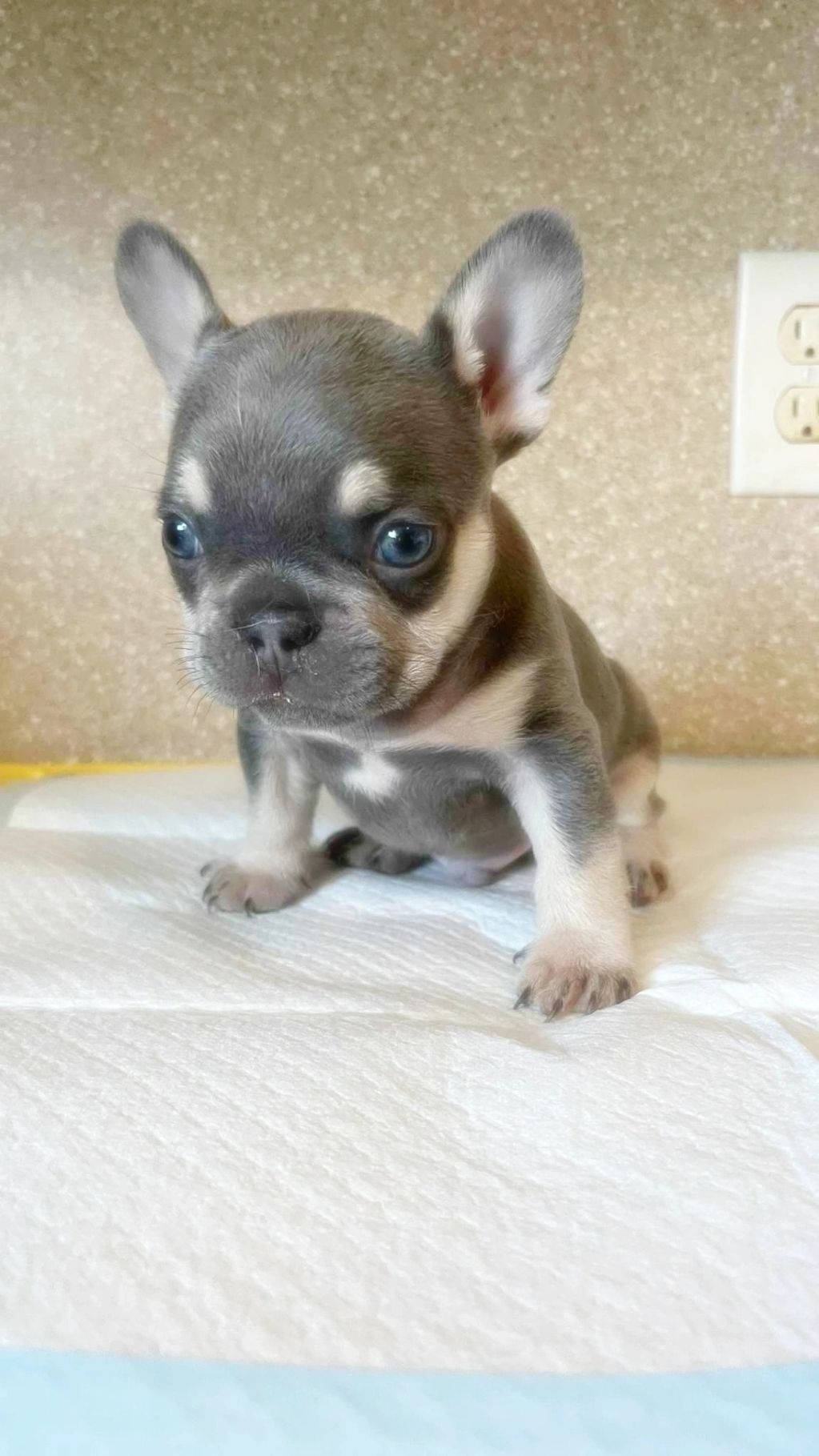 Male French Bulldog for sale 6 weeks old