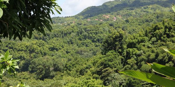 Grenada tropical forest skyline