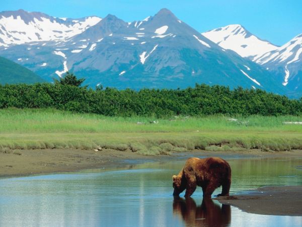 A brown bear drinks from a river with snow-capped mountains in the background.