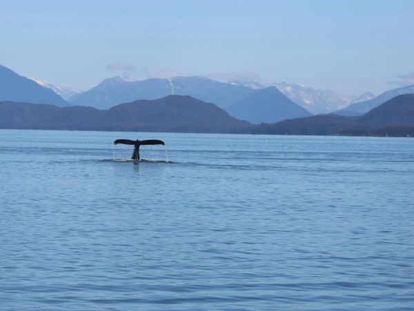 Whale tail above water in a calm ocean with mountains.