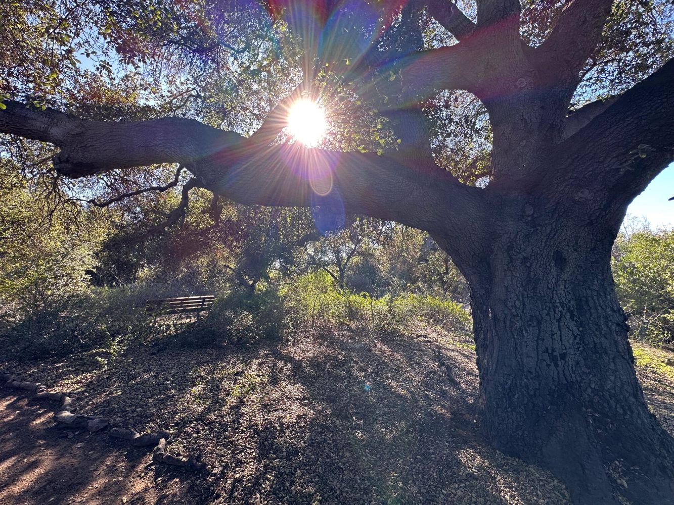 Oak tree in CA Botanic Gardens