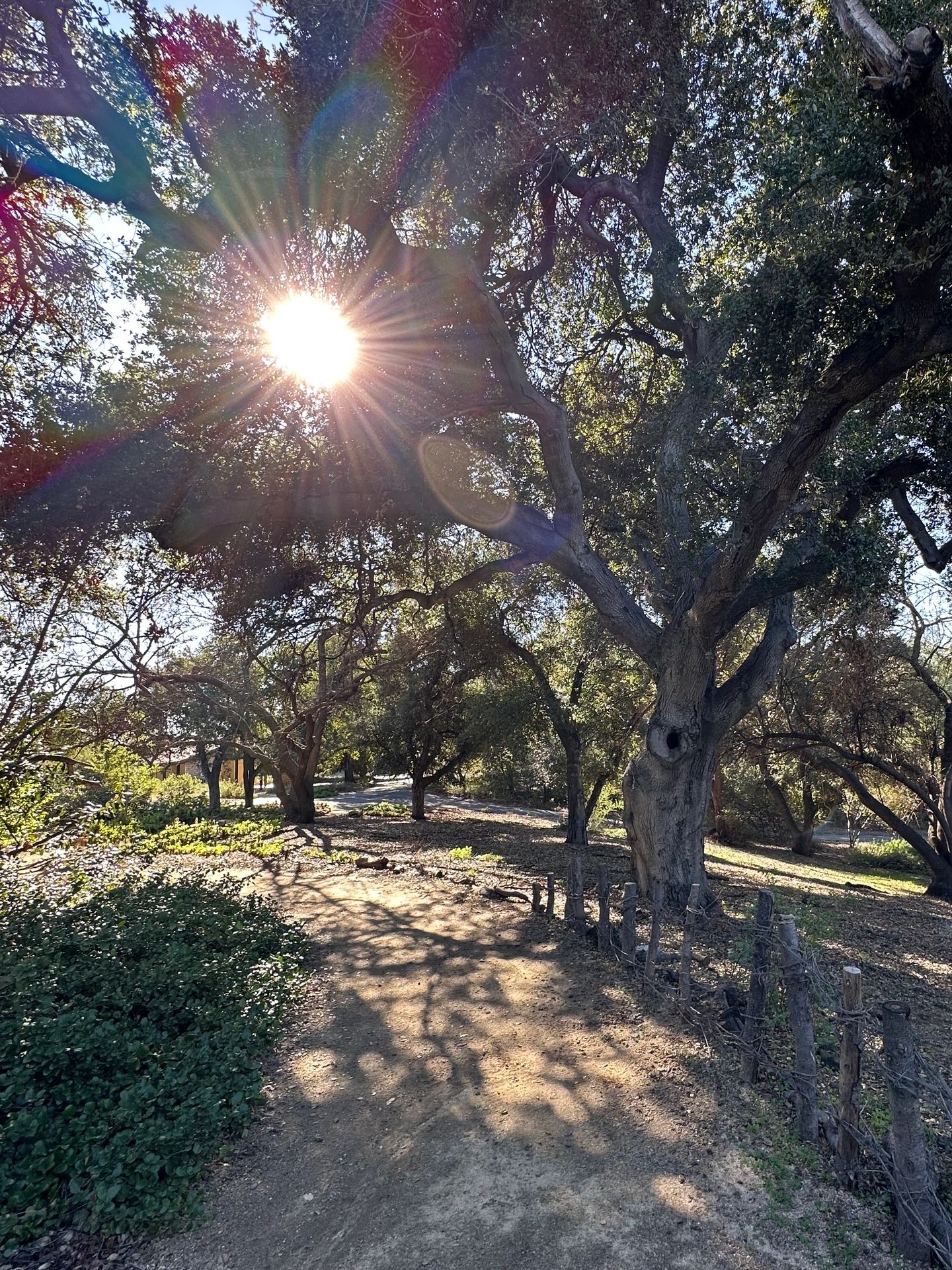 Sunlight shines through dense trees on a forest path.