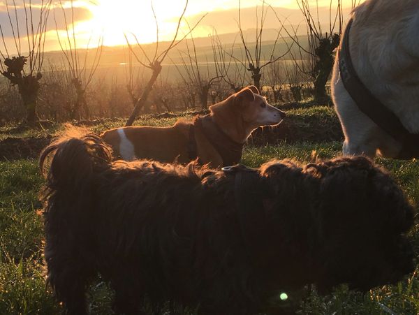 Hunde im Abendlicht auf einem Holunderfeld