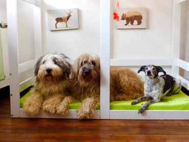 Three dogs resting on green beds under white frames indoors.
