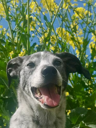 Happy dog with tongue out in front of yellow flowers and blue sky.