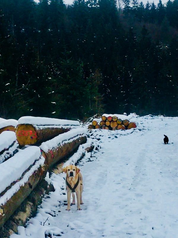 Wanderweg mit Schnee und Labrador