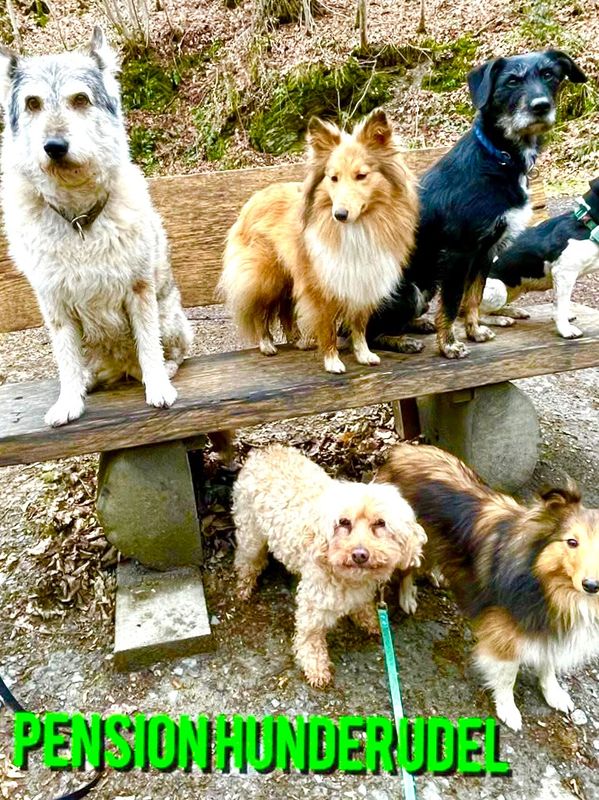 A group of six dogs sitting and standing around a wooden bench outdoors.