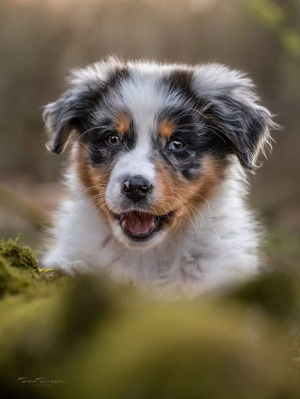Close-up of a happy Australian Shepherd puppy outdoors.