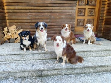 Five Australian Shepherd dogs sitting on stone steps in front of a wooden door.