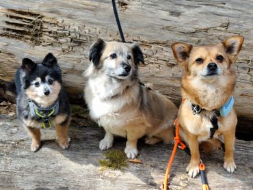 Three small dogs sitting on a wooden log outdoors.