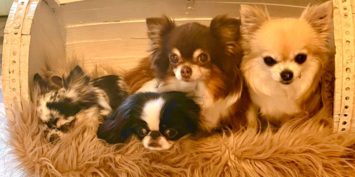 Four small dogs resting comfortably on a furry cushion inside a wooden enclosure.