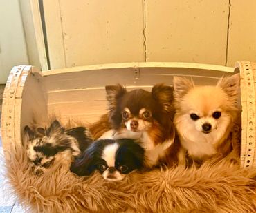 Four small dogs resting together in a cozy basket with soft fur lining.