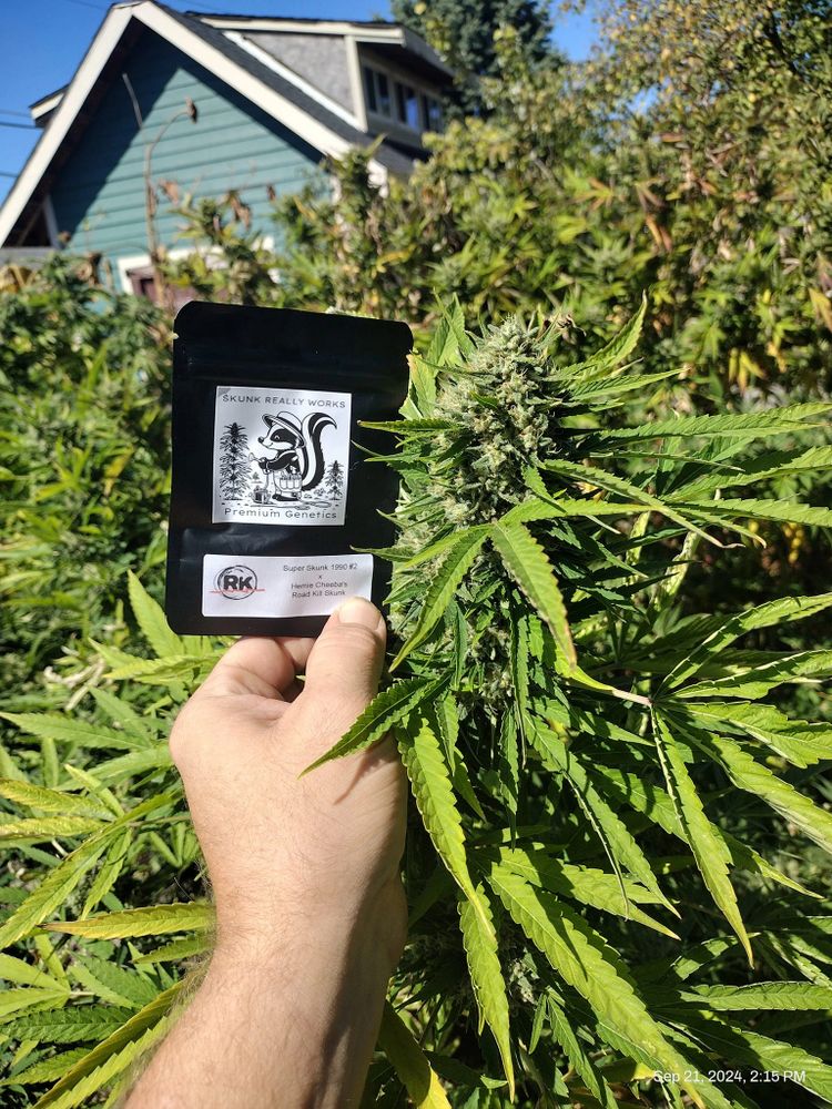 Hand holding a cannabis seed packet next to a flowering cannabis plant outdoors.