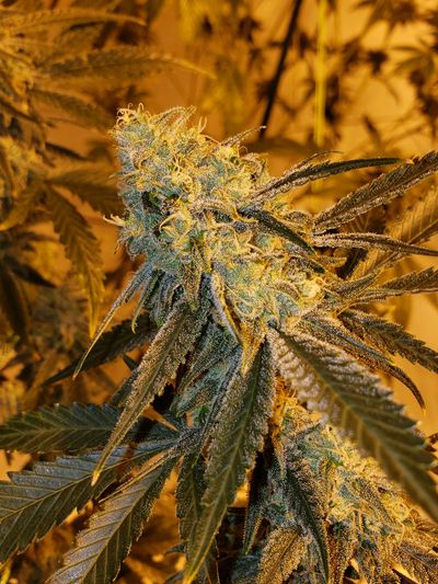 Skunk #1 