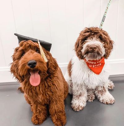 Labradoodle puppy