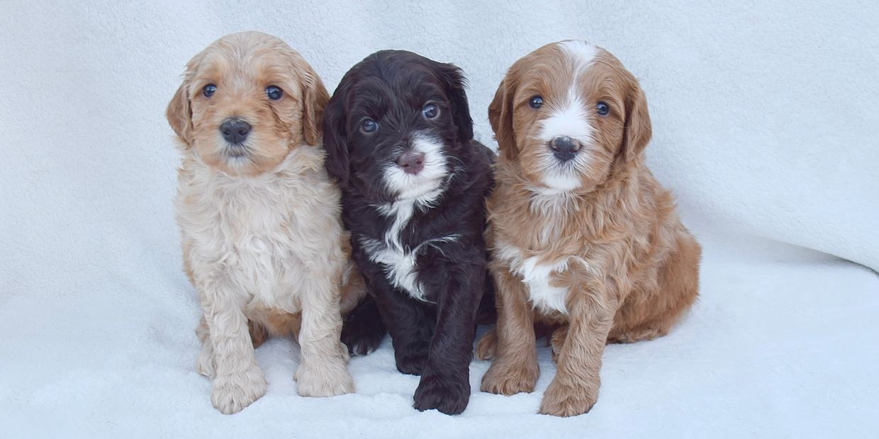 labradoodle-puppy.jpg.