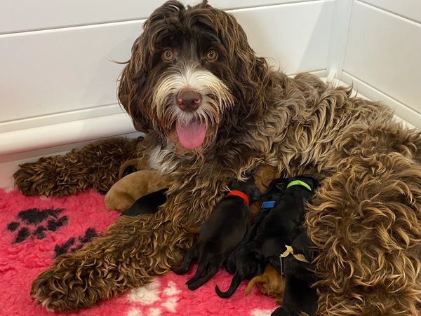 Labradoodle puppy