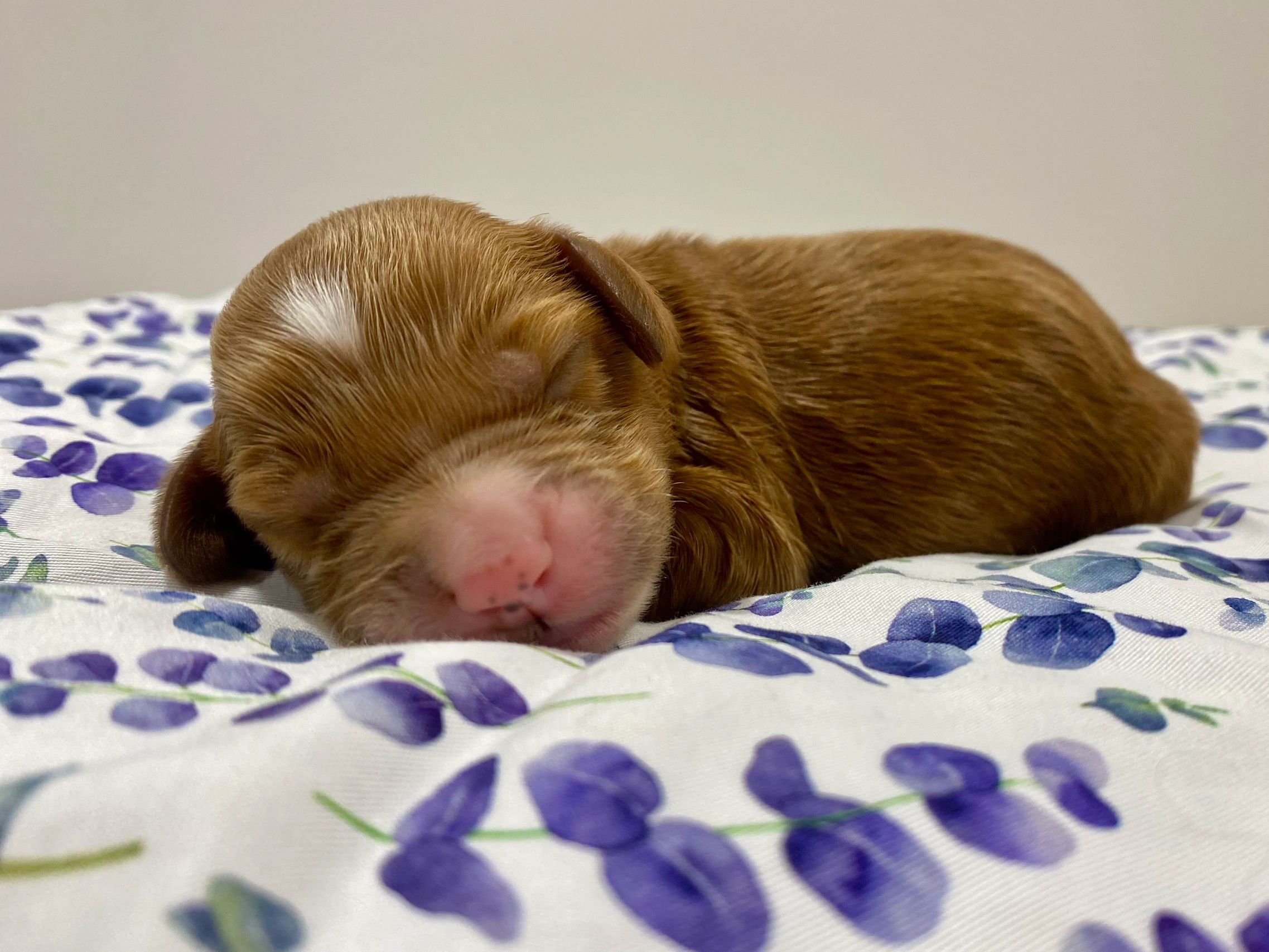 Labradoodle puppy