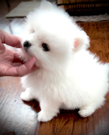 white teacup Pomeranian puppies for sale iin georgia