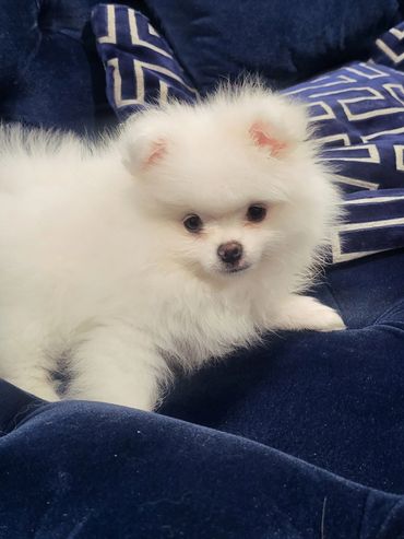 White puppy