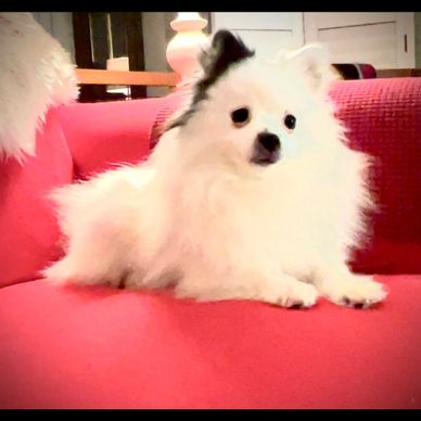 Fluffy white dog with a black ear lying on a vibrant red couch.
