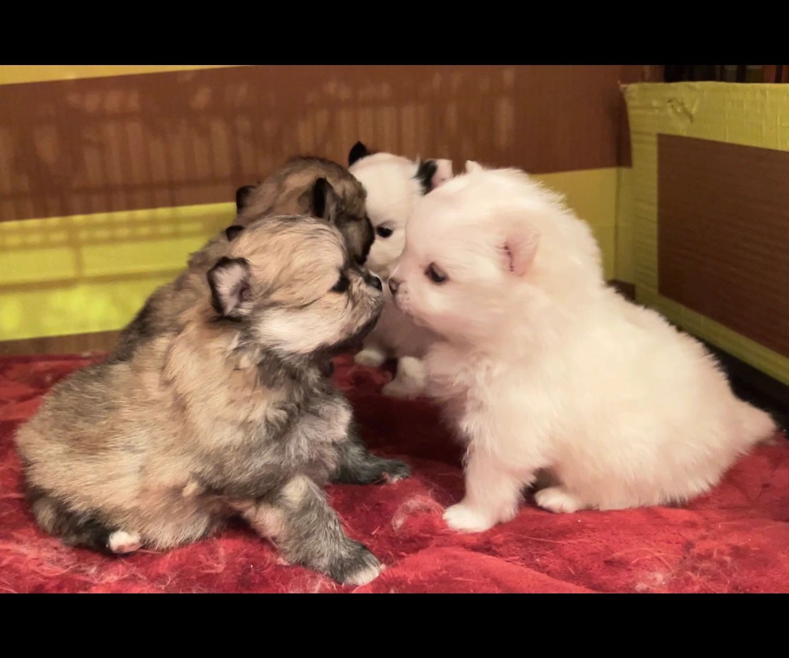 Four Pomeranian puppies at Cream Puffs Pomeranians — Kennesaw Georgia