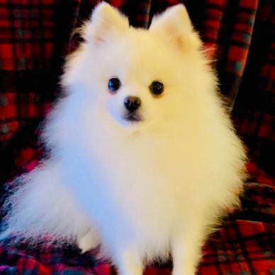 Fluffy white Pomeranian dog sitting on a red plaid blanket.