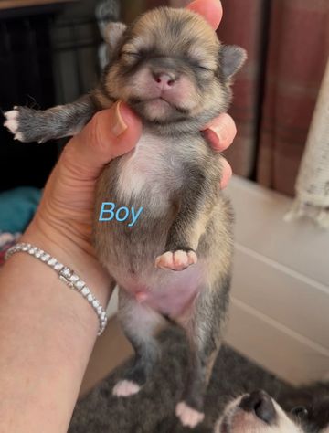 Sable and White Male